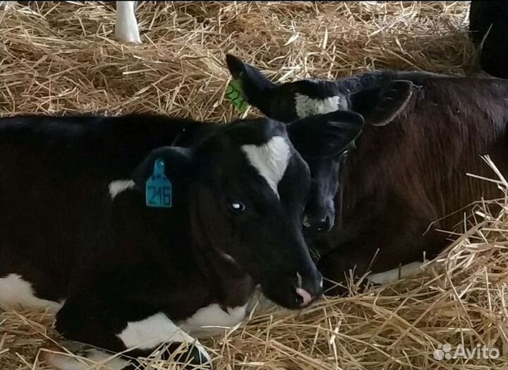 Ч бычки холмогоры сименталы абердины ангусс