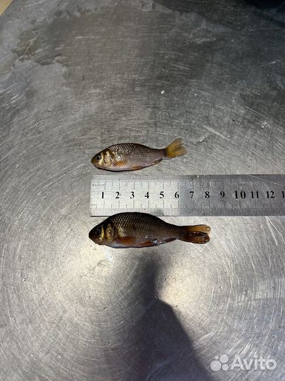 Карась оптом для пруда