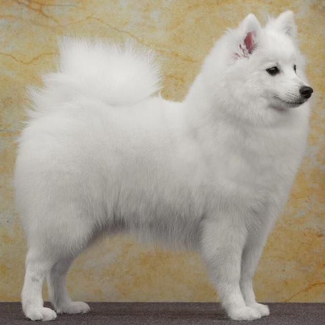 Японский шпиц, щенок