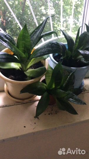 Сансевиерия ханни