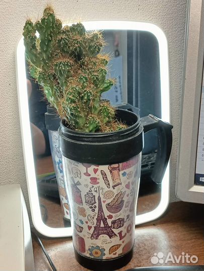 Кактус Цереус перуанский