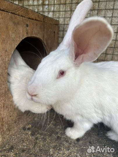 Кролики великаны