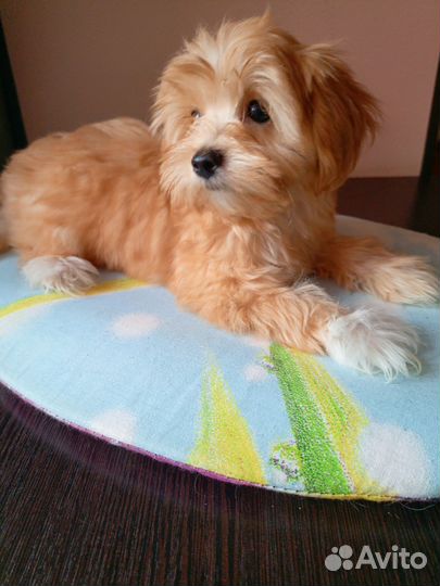 Мальтипу девочка