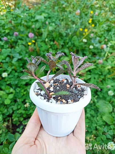 Каланхоэ Серрата