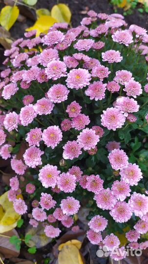 Хризантемы мультифлора