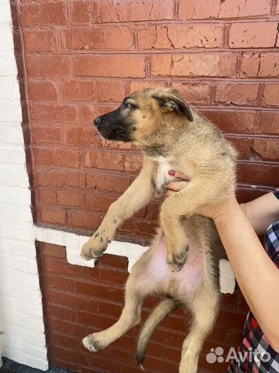 Щенки немецкой овчарки