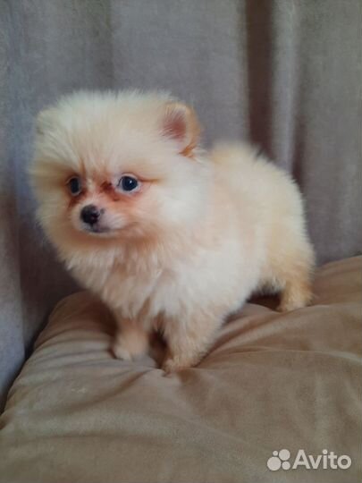 Девон-рекс и шпиц