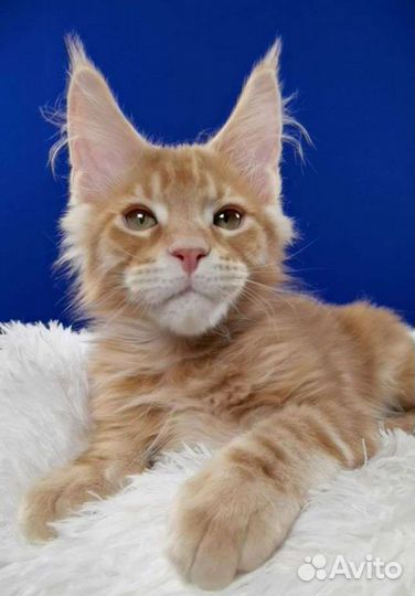 Настоящие котята мейн кун