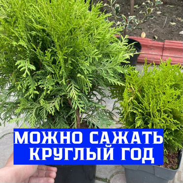 Туя с доставкой