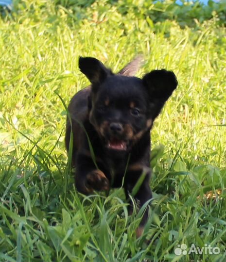 Щенки маленькой породы тойтерьер