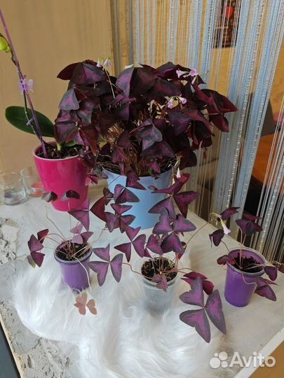 Оксалис, кислица