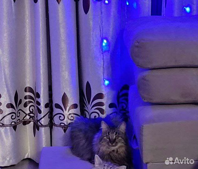 Кот бесплатно