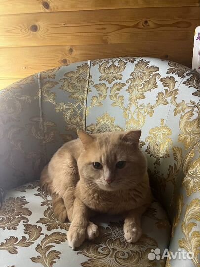 Потерялся кот 