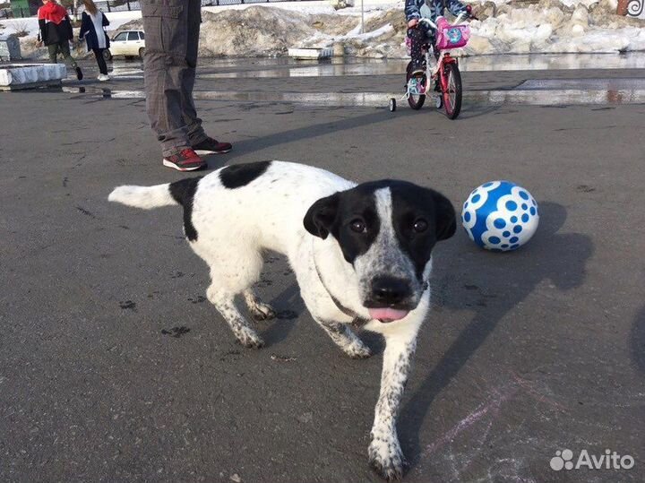 Передержка животных, зооняня, выгул собак
