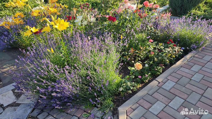 Лаванда саженцы