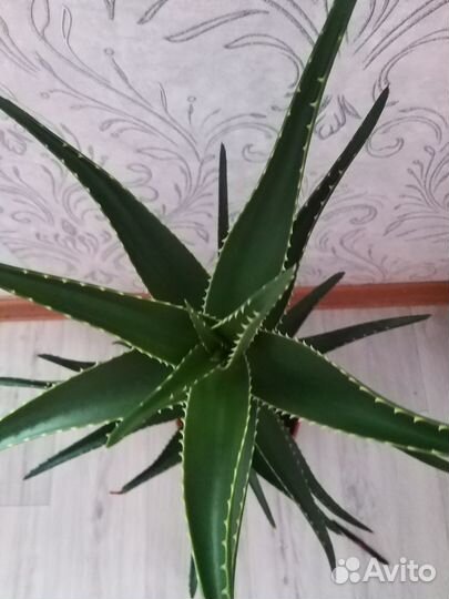 Алоэ столетник