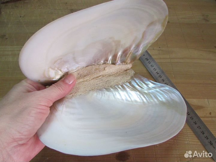 Ракушка-шкатулка, 21х14 см (морская раковина)