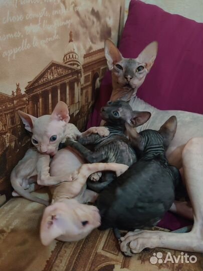 Донской сфинкс