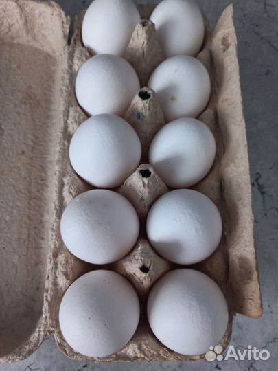 Продам яйцо домашнее, диетическое