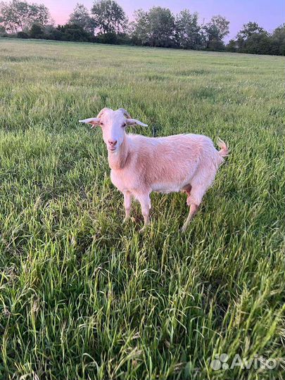 Коза дойная, козлята