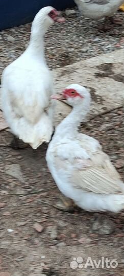 Мускусные утки(индоутки)