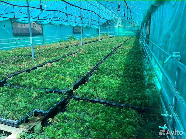 Саженцы туи смарагд из питомника