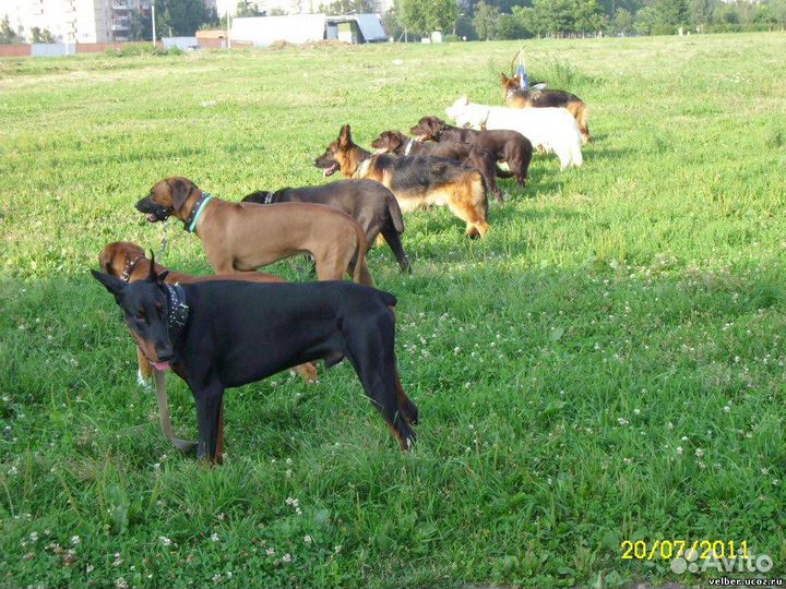 Дрессировка собак