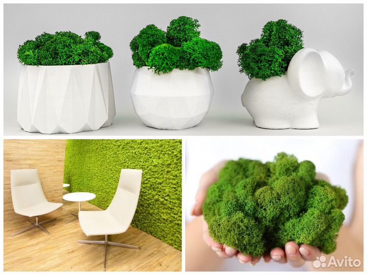 Декоративная зелень: цветы, кусты и мох. Оптом