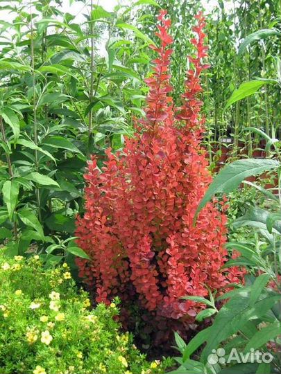 Барбарис колонна (читайте описание)