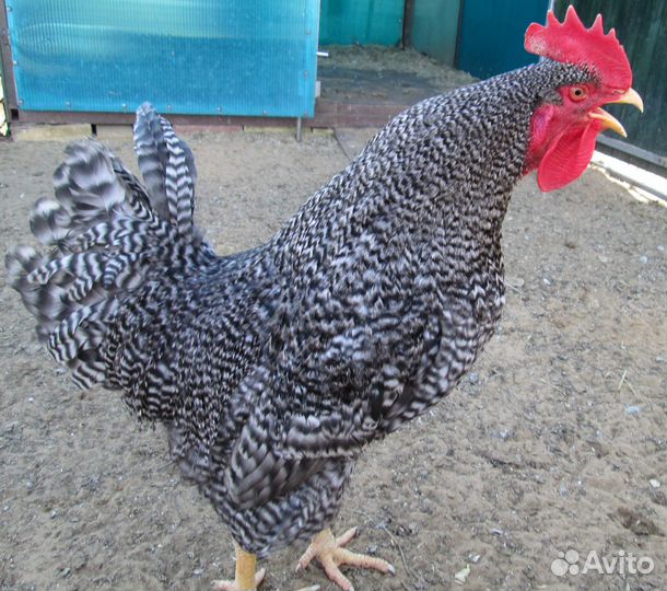 Петухи молодые на племя