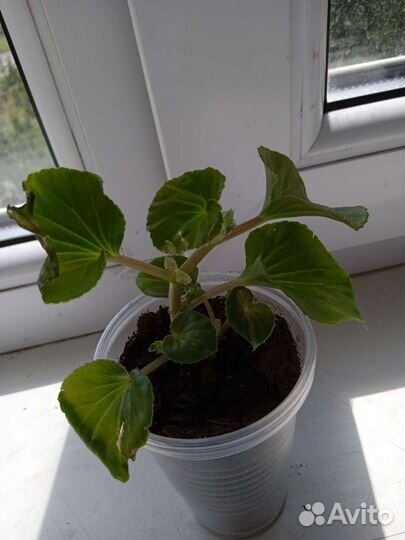 Бегония вечноцветущая махровая