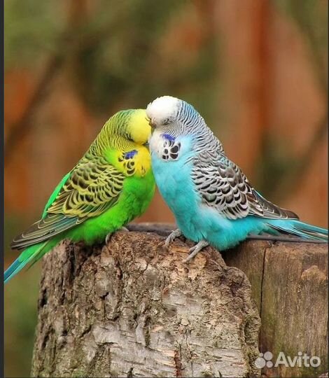 Волнистые попугаи