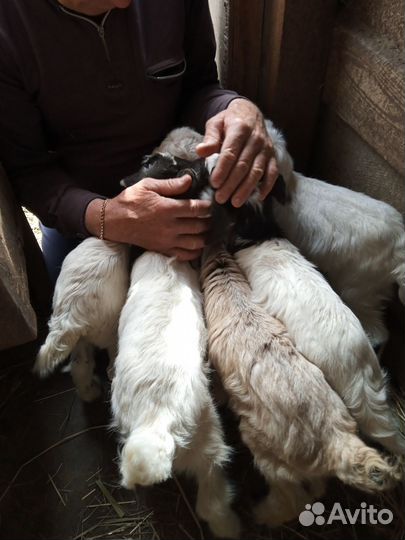 Козлята от Зааненских коз