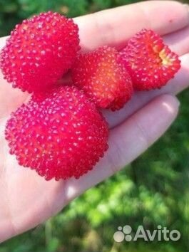 Тибетская малина саженцы