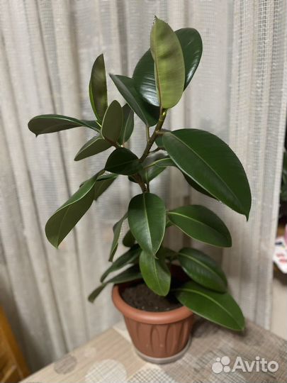 Фикус каучуконосный