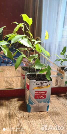 Фикус Даниэль