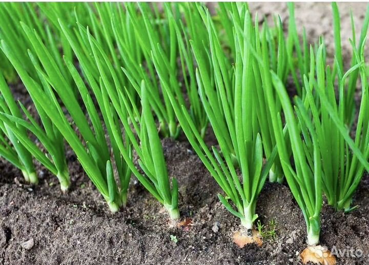 Лук зеленый