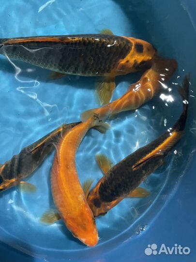 Карпы Кои, кометы, шубункины