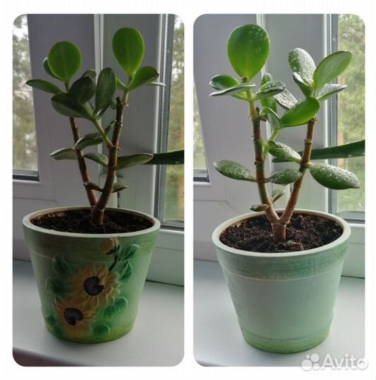 Денежное дерево