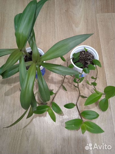 Комнатные растения цветы