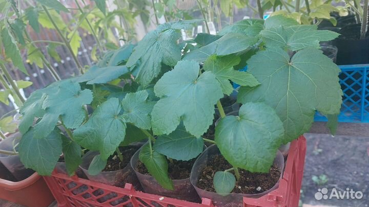 Рассада бамии