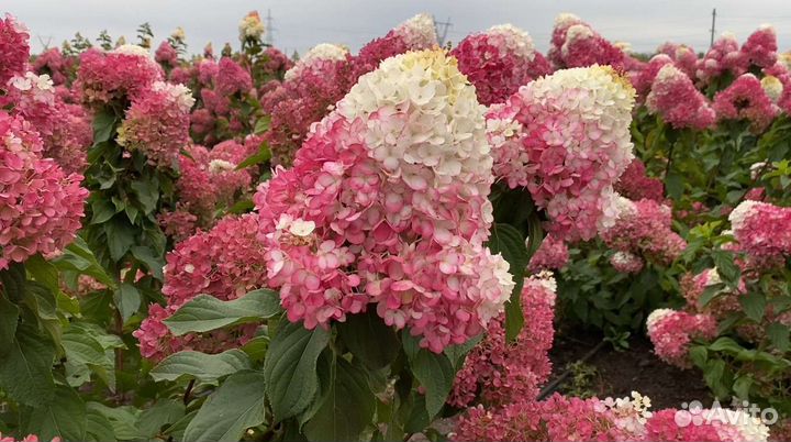 Гортензия Стробери Блоссом