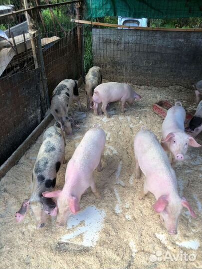 Поросята