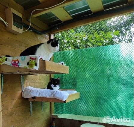 Передержка ваших кисов) и маленьких собачек мо