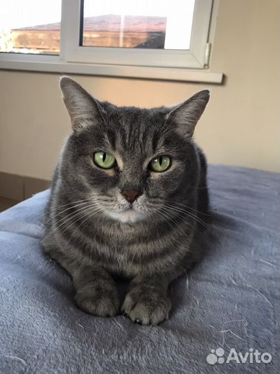 Котик здесь не просто так