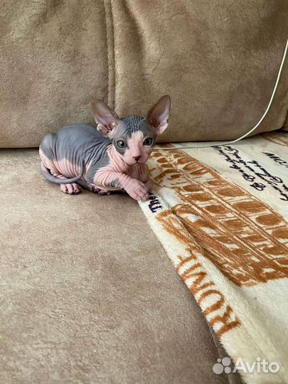 Канадский сфинкс котенок девочка