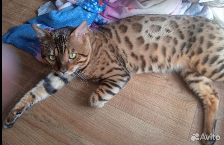 Бенгальская