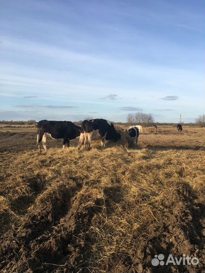 Коровы, первотёлки.80 голов