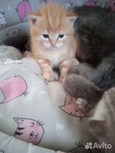 Отдам котят