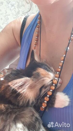 Котенок Камиллочка 1,5 мес